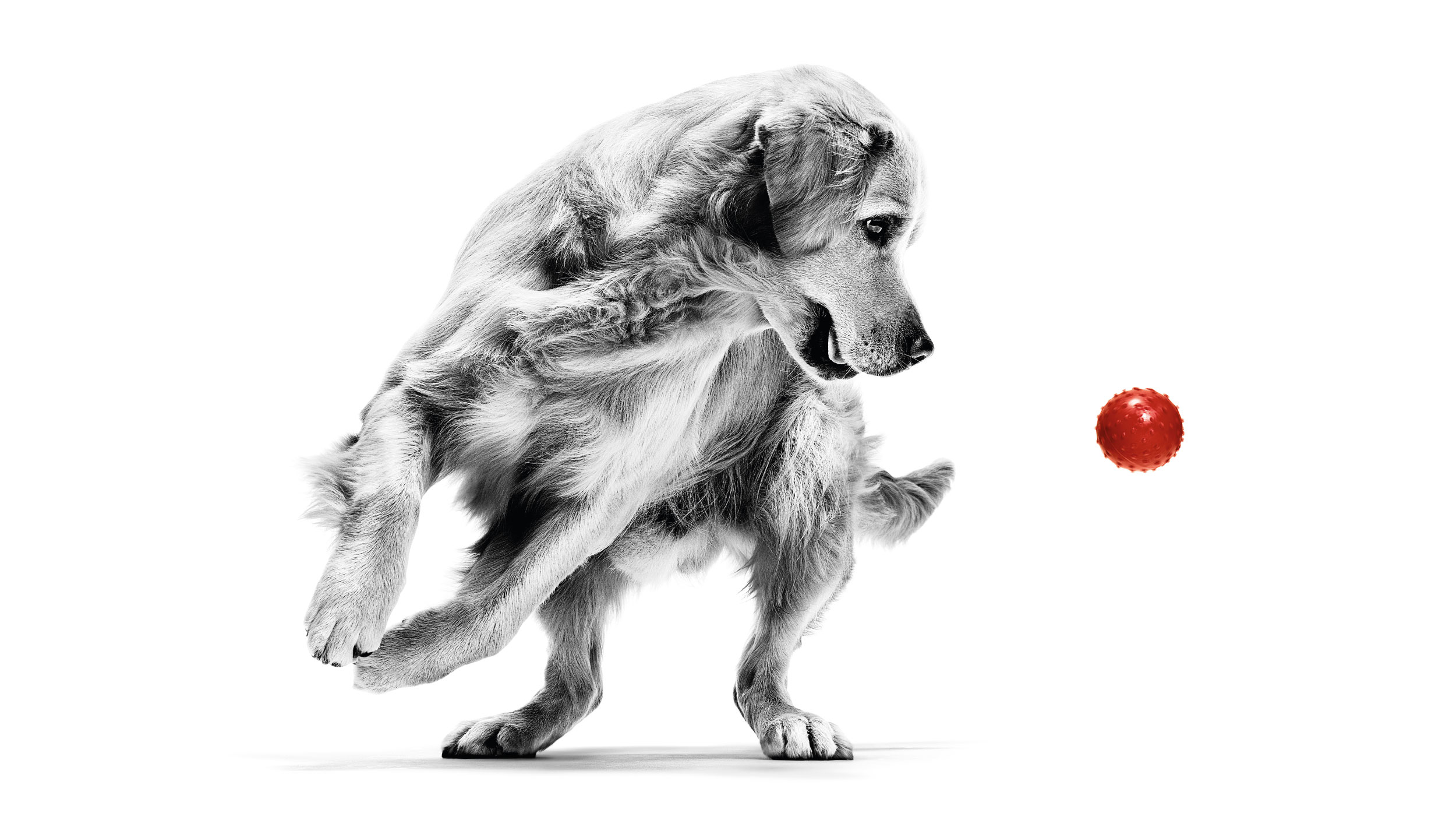 Black and white Golden Retriever playing with red ball