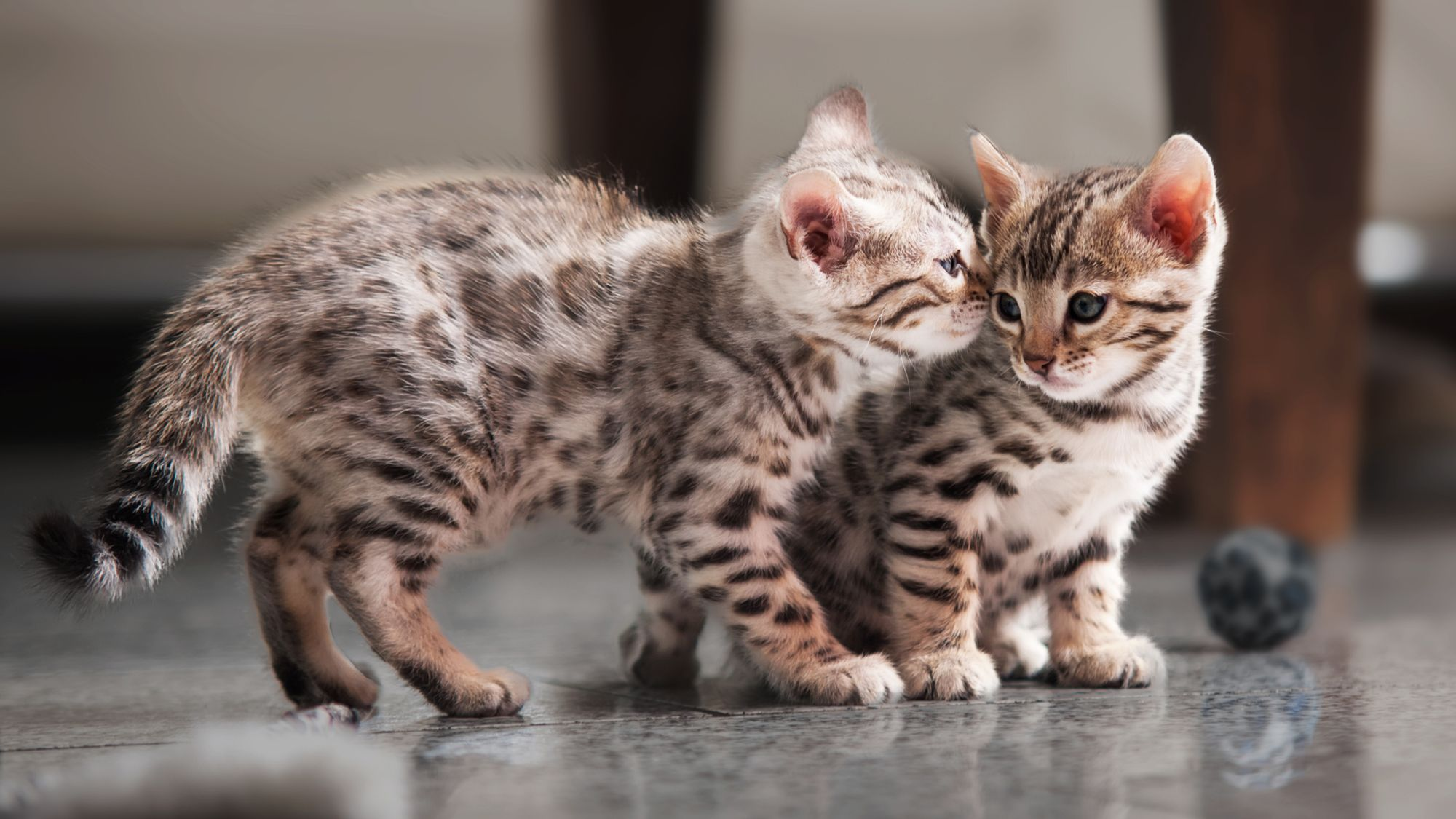 Bengal kittens playing together indoors