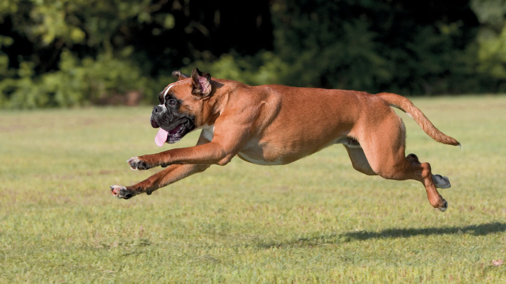 Boxer running over grass