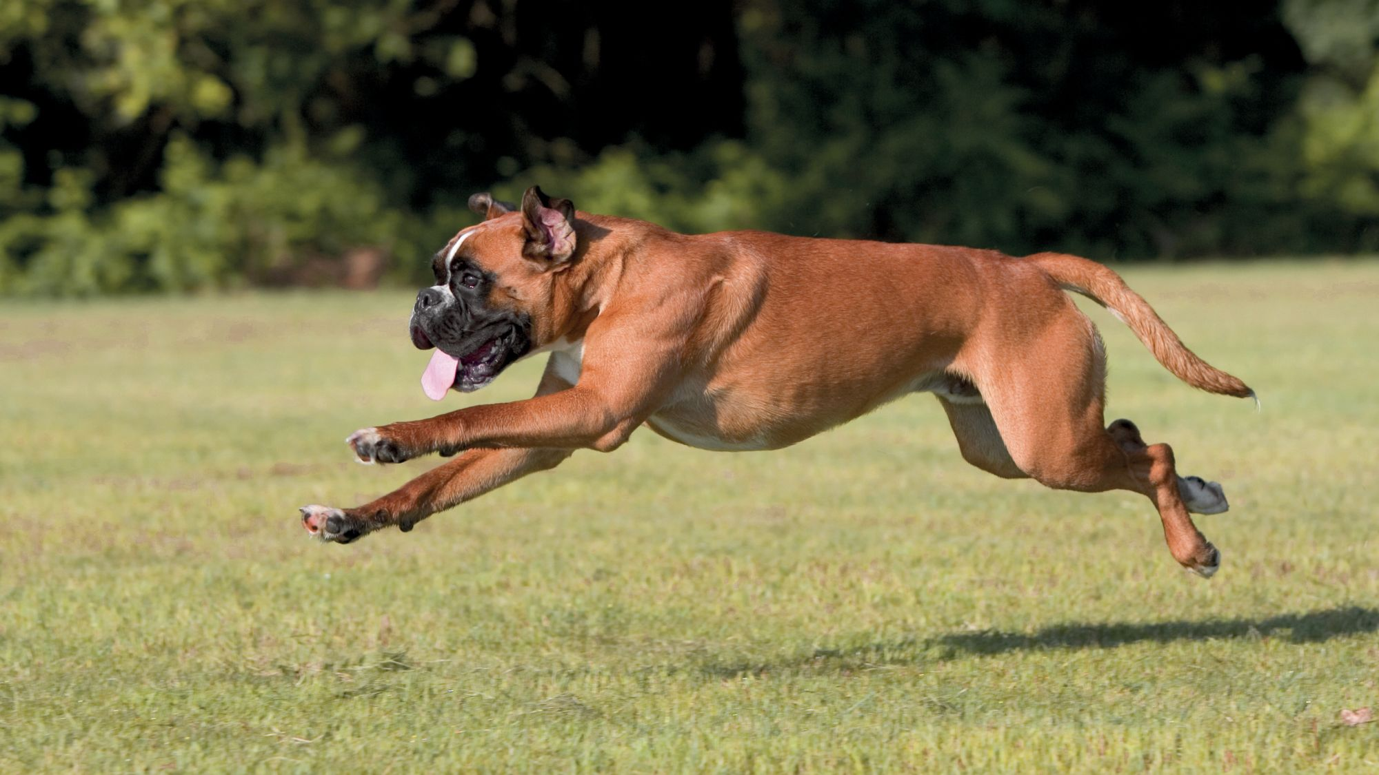 Boxer, der løber over græs