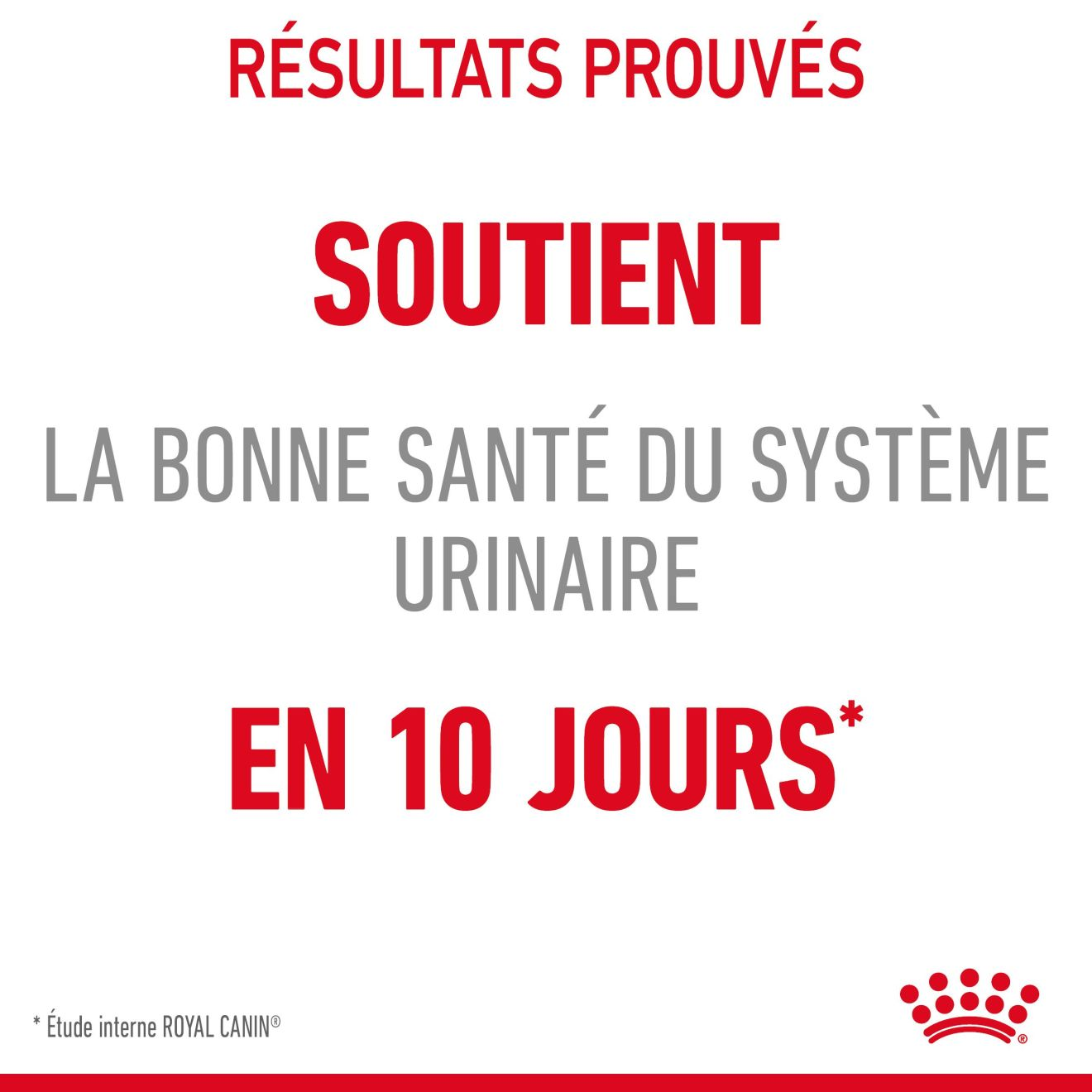 Urinary Care | Royal Canin BE