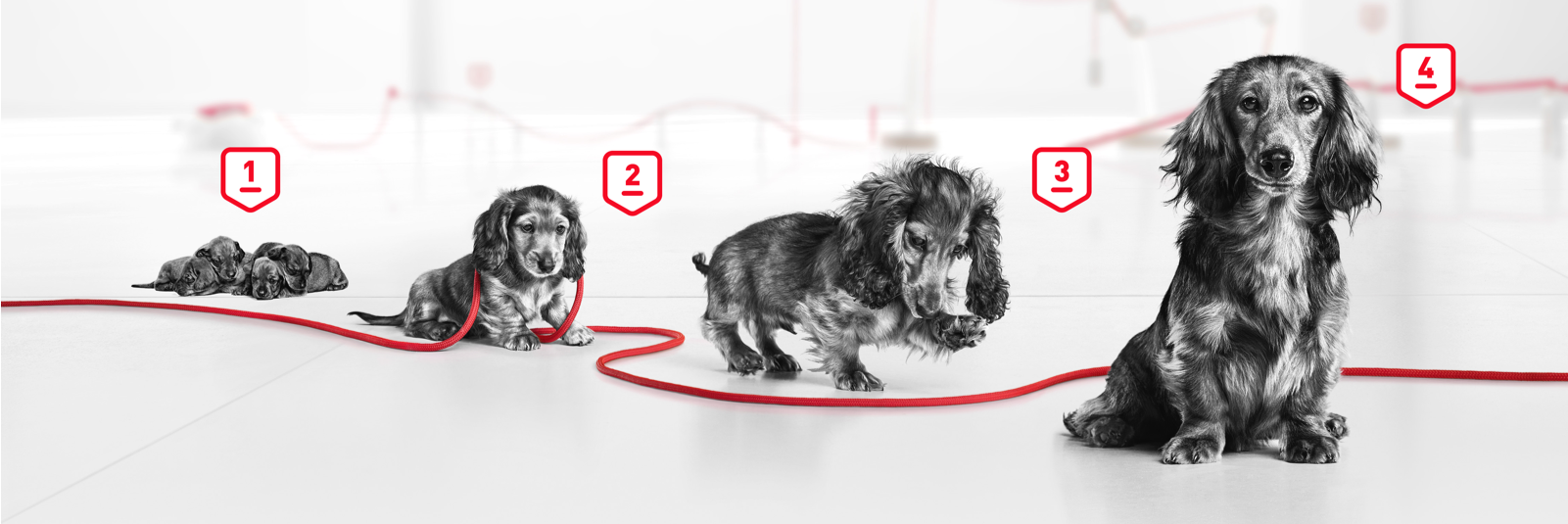 Dachshund puppies Royal Canin puppy growth program