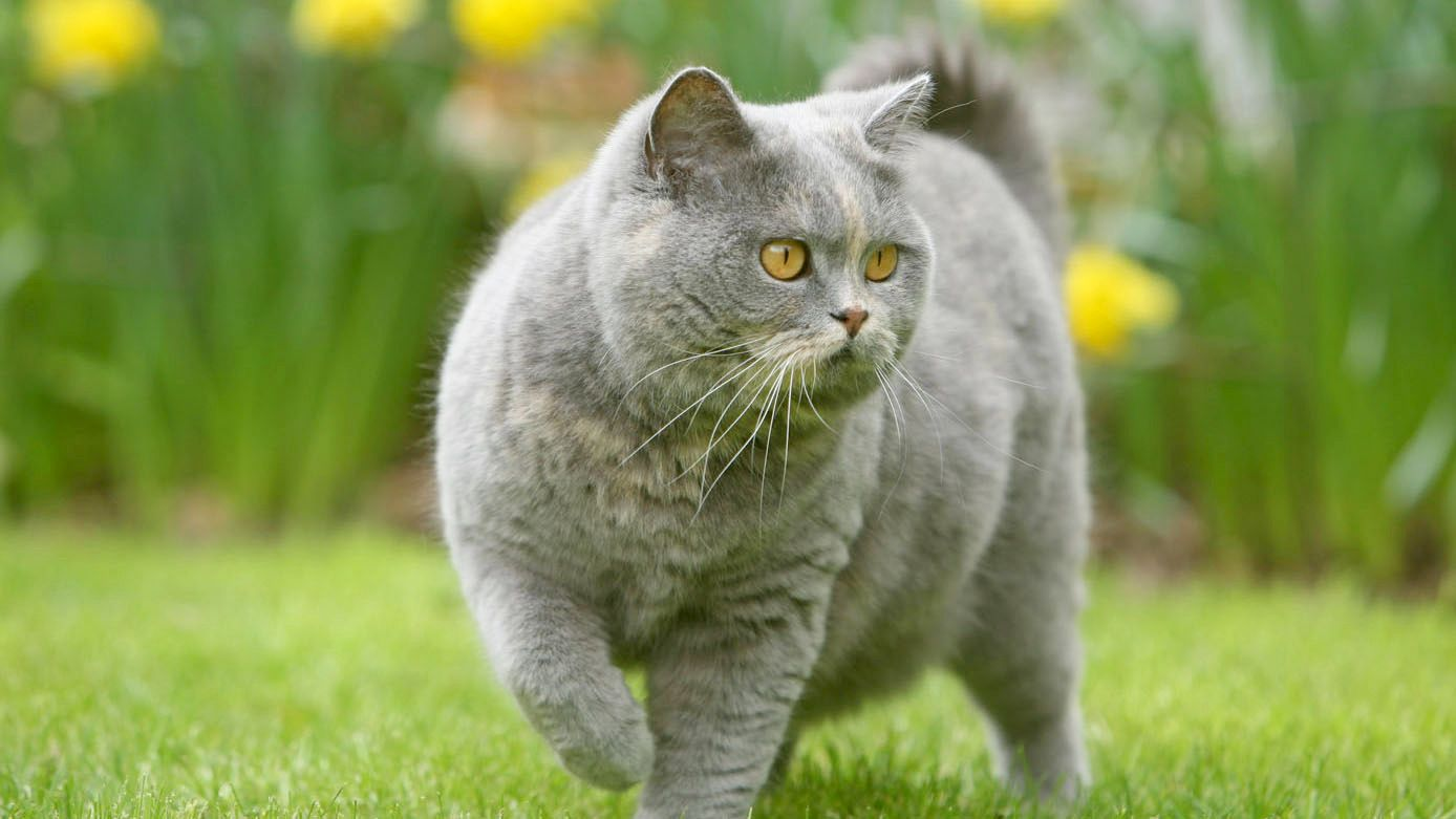 British shorthair marchant sur l'herbe