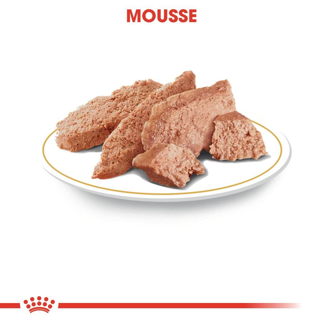 Yorkshire Terrier mousse