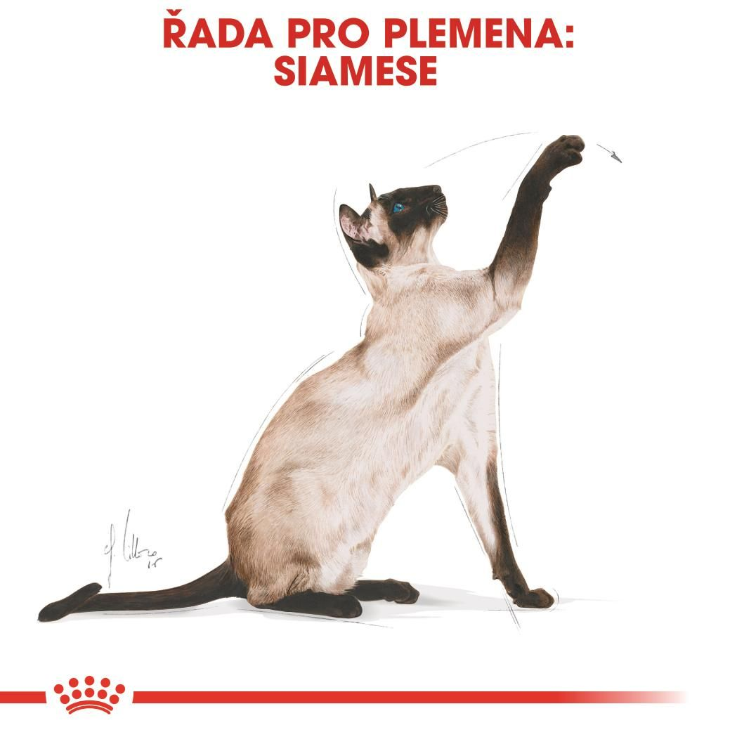 SIAMESE Adult