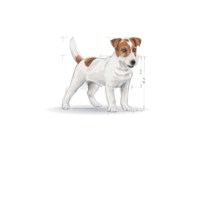 X-SMALL & MINI - Pack illustrations - MI-AD-SHN-ILLUSTR