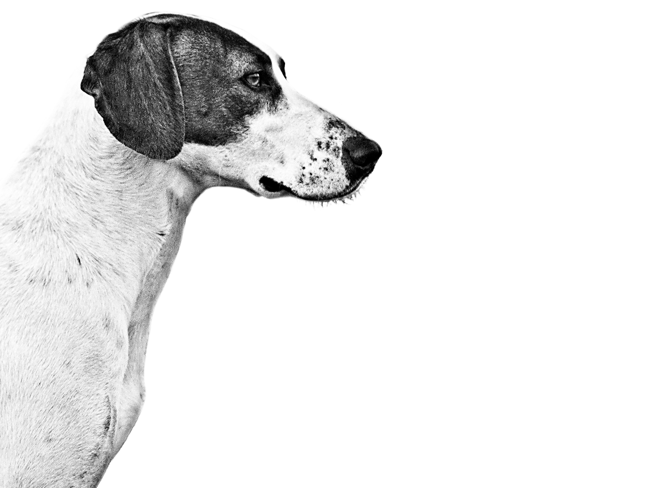 Istrian Short Haired Hound Royal Canin