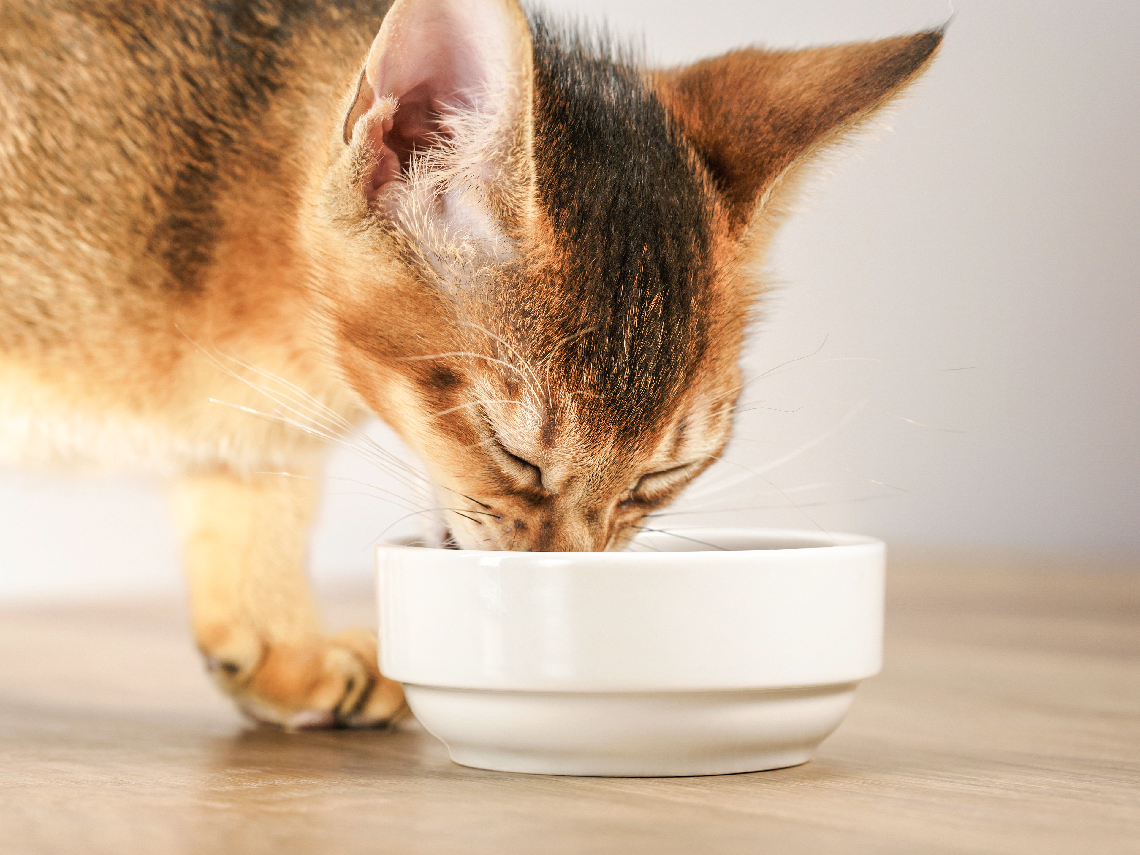 Abyssinian kitten standing indoors eating from a white feeding bowl