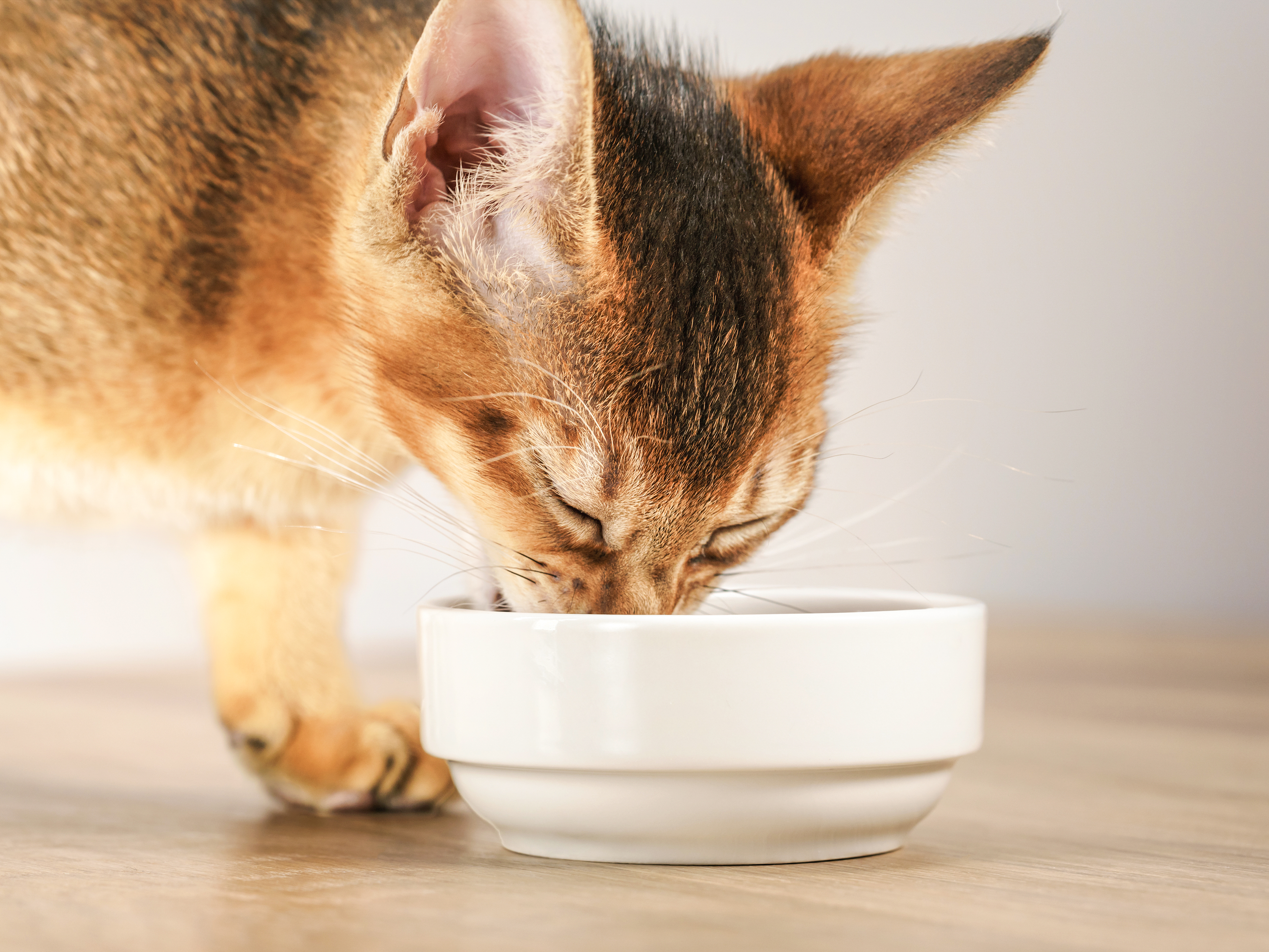 Feeding adult clearance cats kitten food