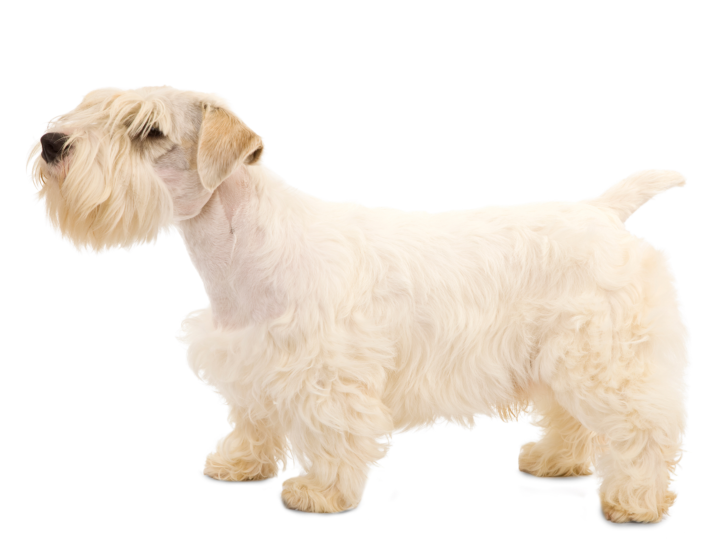 black and white sealyham terrier adult sitting