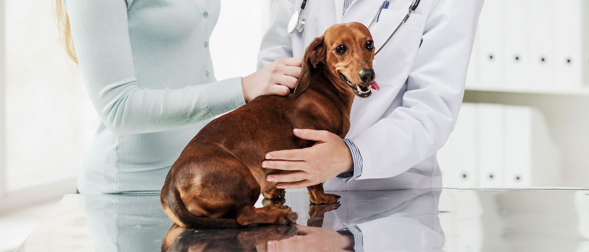 Adult Dachshund sitting on an examination table while owner speaks to a vet