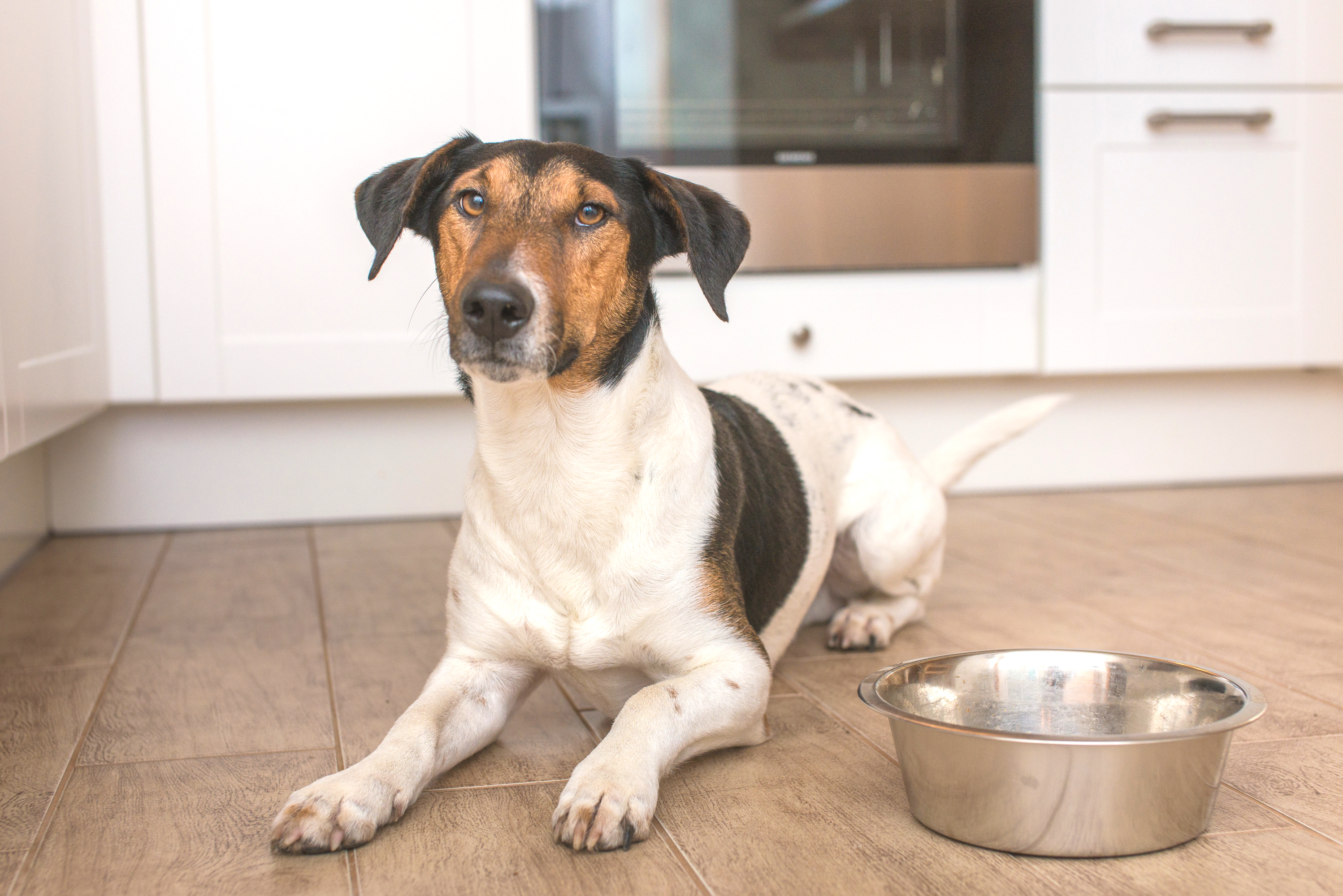 Maßgeschneiderte Ernährung Royal Canin