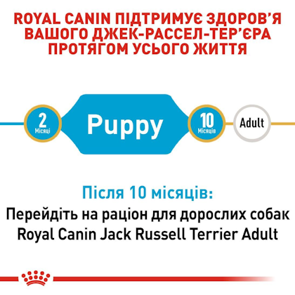 RC-BHN-PuppyJackRussell_2-UA.jpg