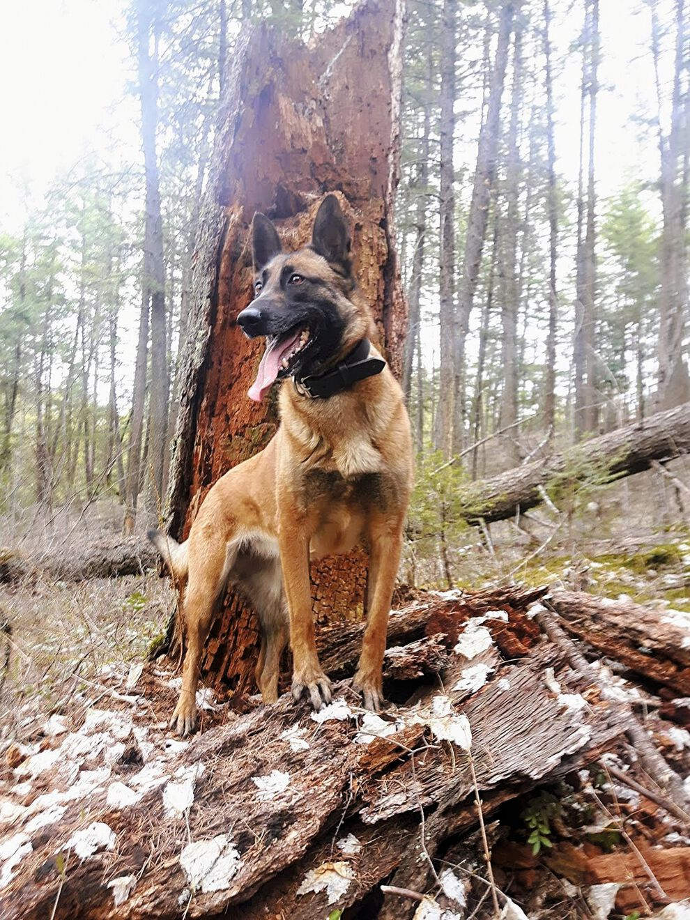 Бельгійський вівчар малінуа  стоїть в лісі під деревом
