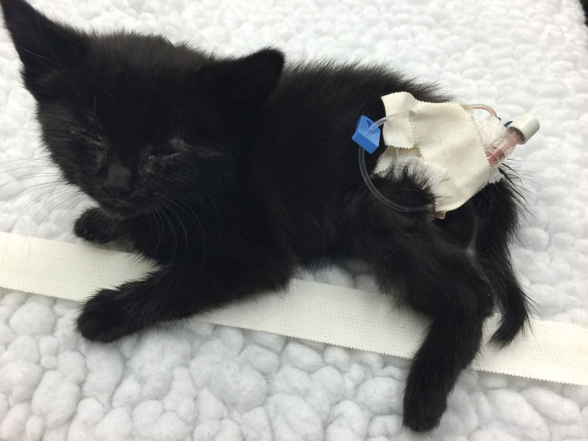 Un jeune chaton avec un cathéter intra-osseux in situ.