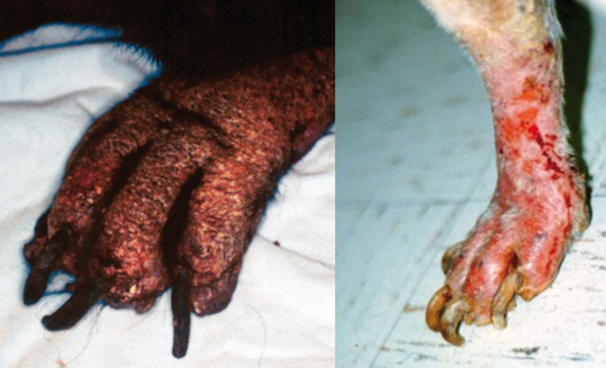 Figure 13. Infection à Microsporum gypseum chez deux chiens. Certains cas de dermatophytose peuvent atteindre les griffes, avec une pododermatite secondaire. © Rosanna Marsella