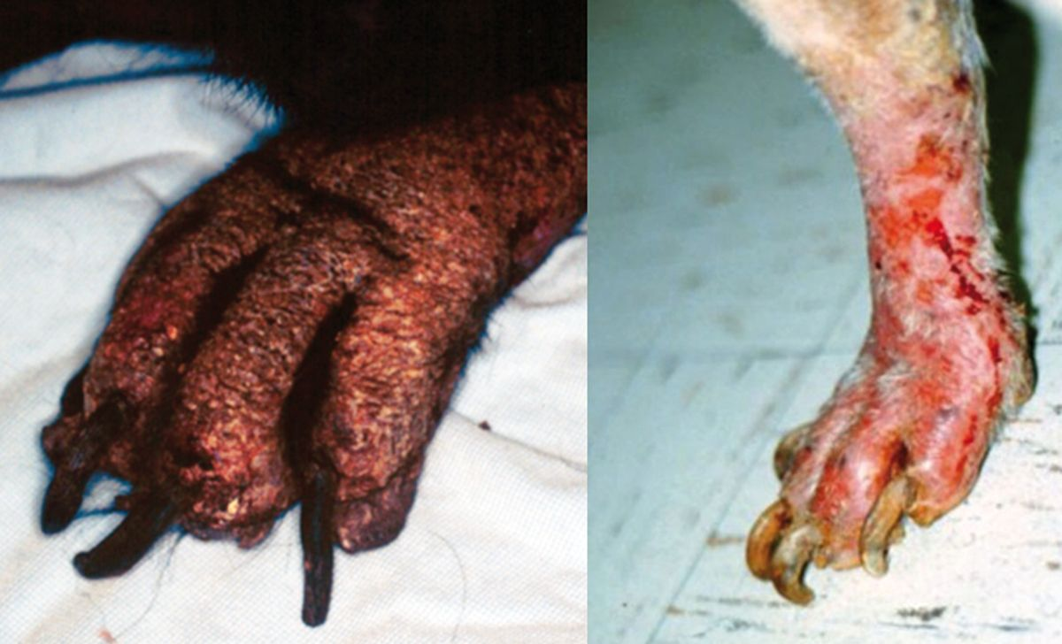 Figura 13. Infección por Microsporum gypseum en dos perros; la dermatofitosis puede afectar en algunos casos a las uñas, con pododermatitis secundaria. © Rosanna Marsella