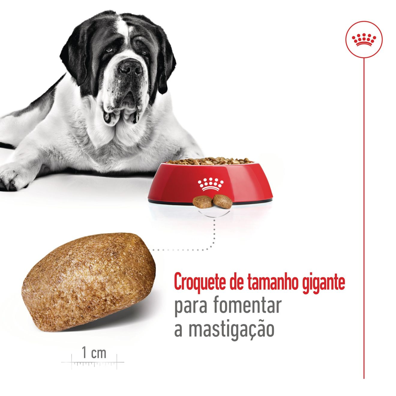 Giant Adult | Royal Canin PT