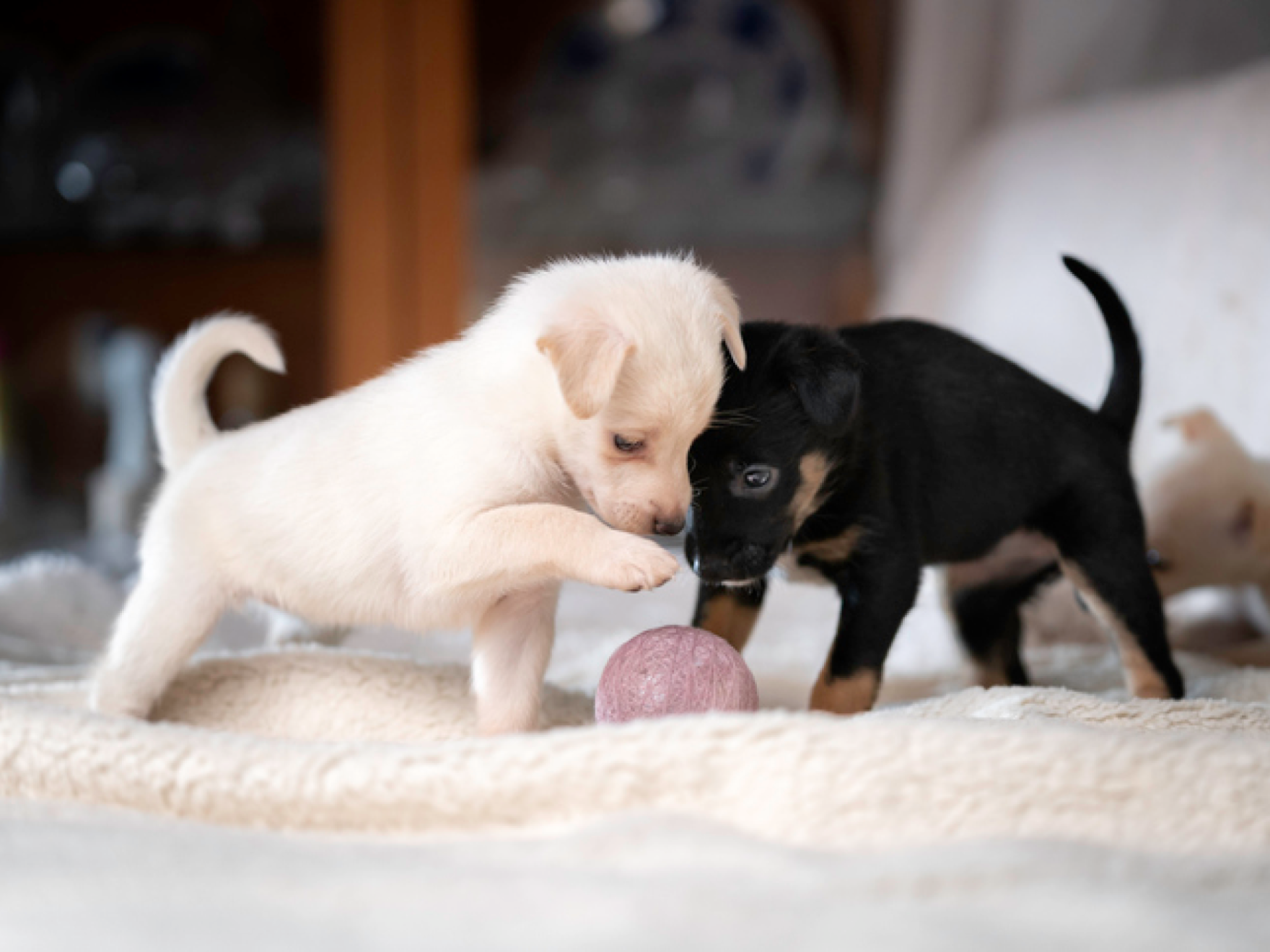 Dos cachorros jugando juntos en la cama