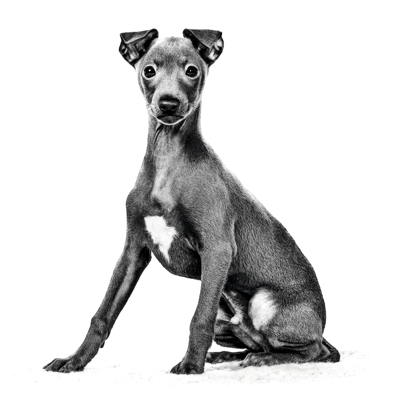 ITALIAN_GREYHOUND_HVALP_-_EMBLEMATISK_