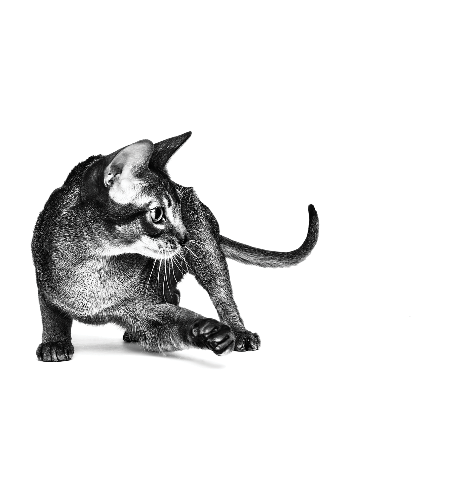 Abyssinian adult standing in black and white on white background