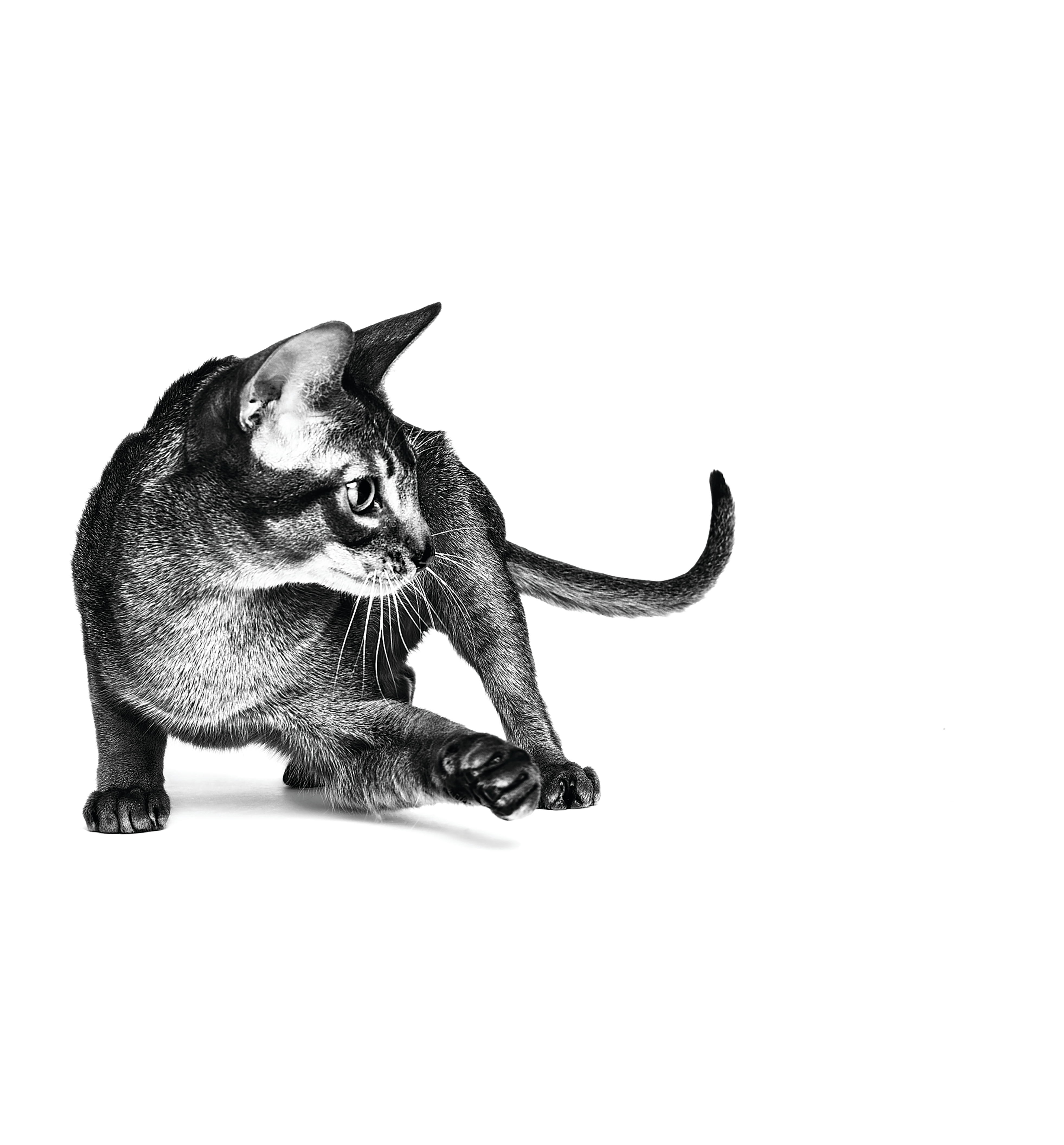 Abyssinian adult standing in black and white on a white background