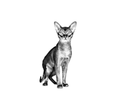 Gastrointestinal Hairball Royal Canin MT