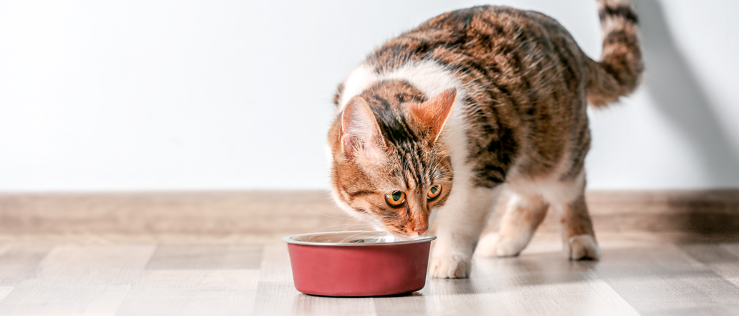 Gato de edad avanzada parado en ambiente cerrado comiendo de un plato rojo.