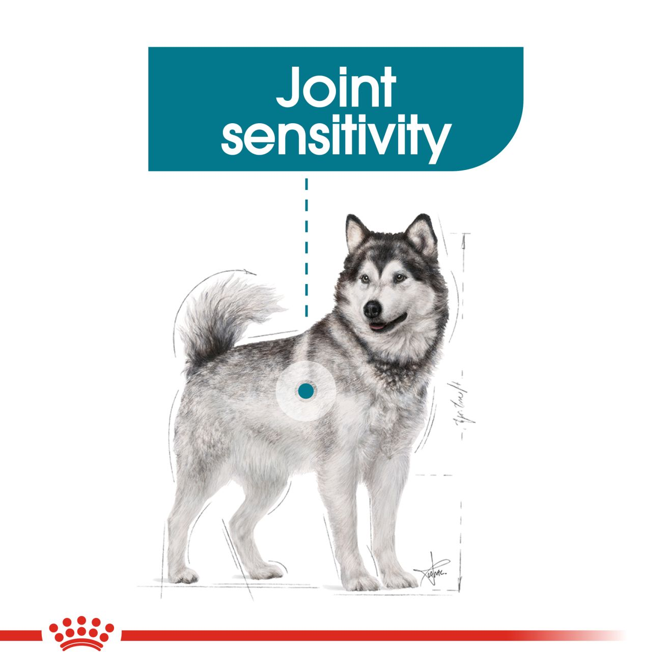 royal canin joint