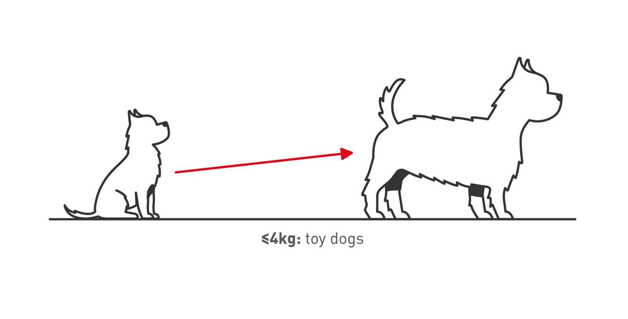 Yorkshire-terrier-height