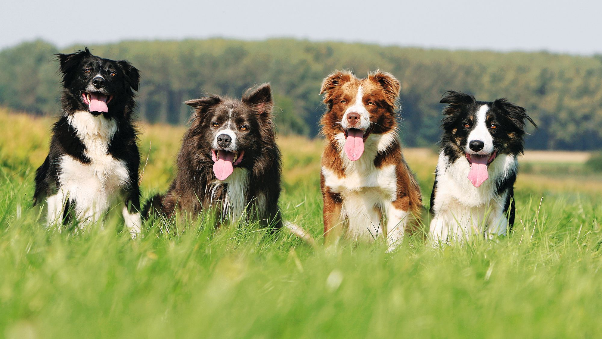Four Border Collies sat in a row in a grassy field