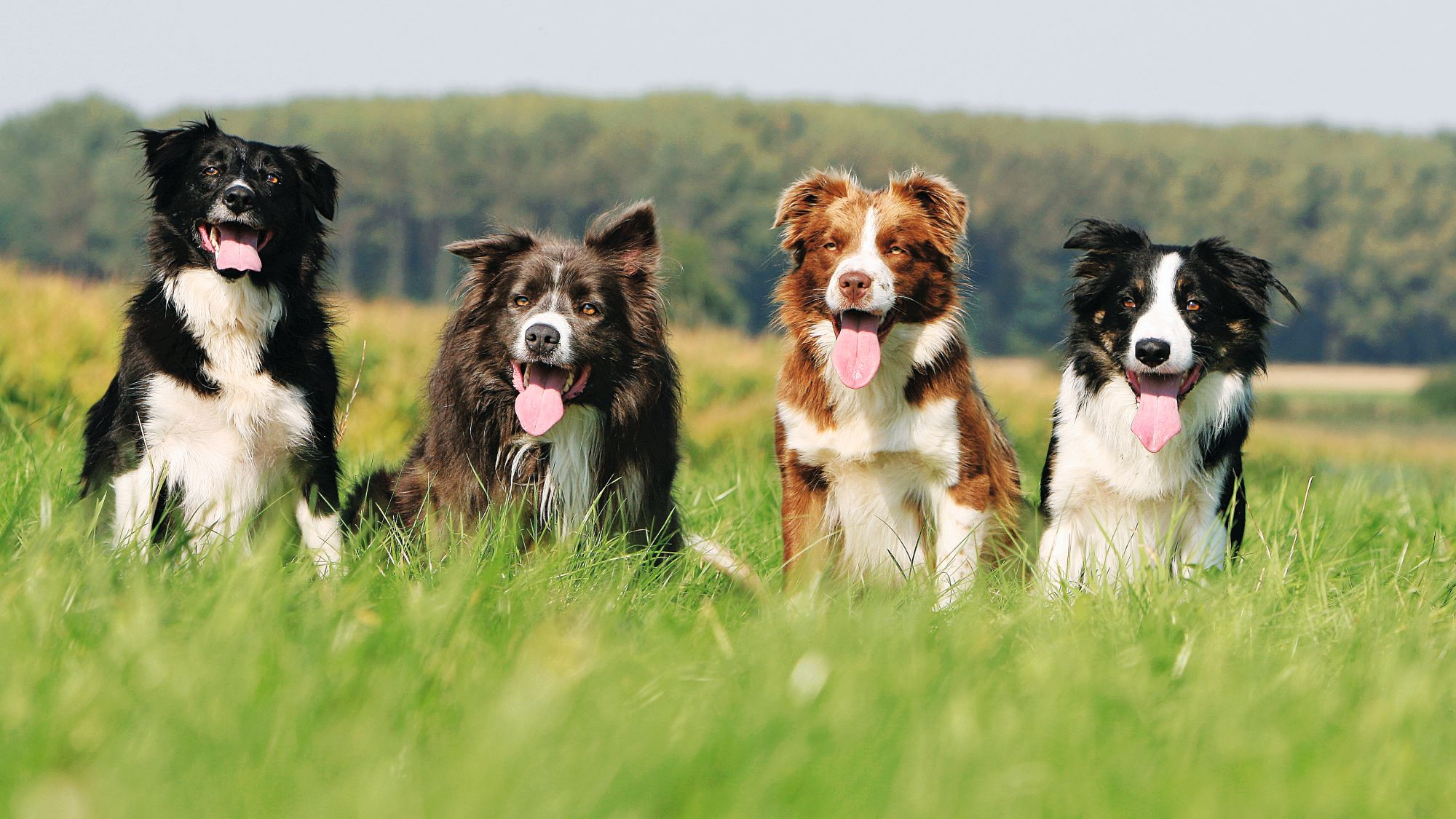 Quatre border collies assis en rang dans un champ d’herbe