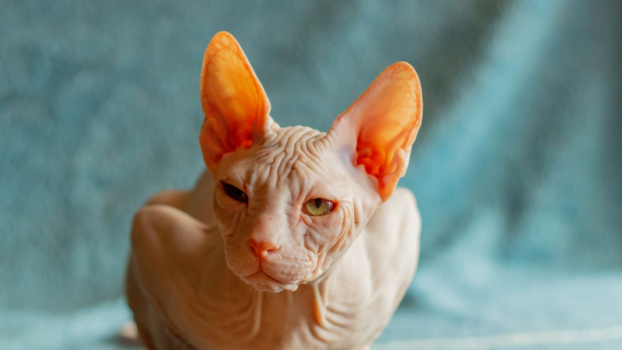 Close-up of Don Sphynx looking towards camera