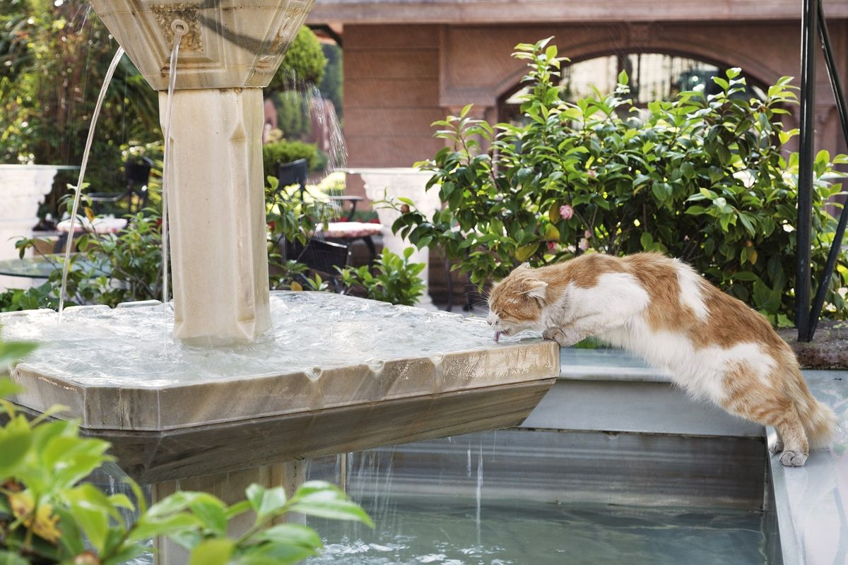 Ethylene glycol (antifreeze) is often added to ornamental fountains or garden ponds to stop them freezing in winter. This can be problematic; cats will often drink from ponds or fountains, and can inadvertently ingest the toxic chemical.