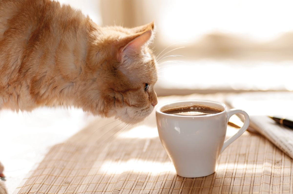 Katzen sind von Natur aus neugierig und laufen dadurch Gefahr, potenziell toxische Flüssigkeiten aufzunehmen, wie zum Beispiel Kaffee.