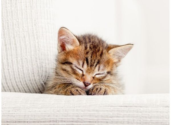 793　専用確認中です！　　子猫の写真とビーズ3個セット Six months have passed since Pisuke became our pet [Former