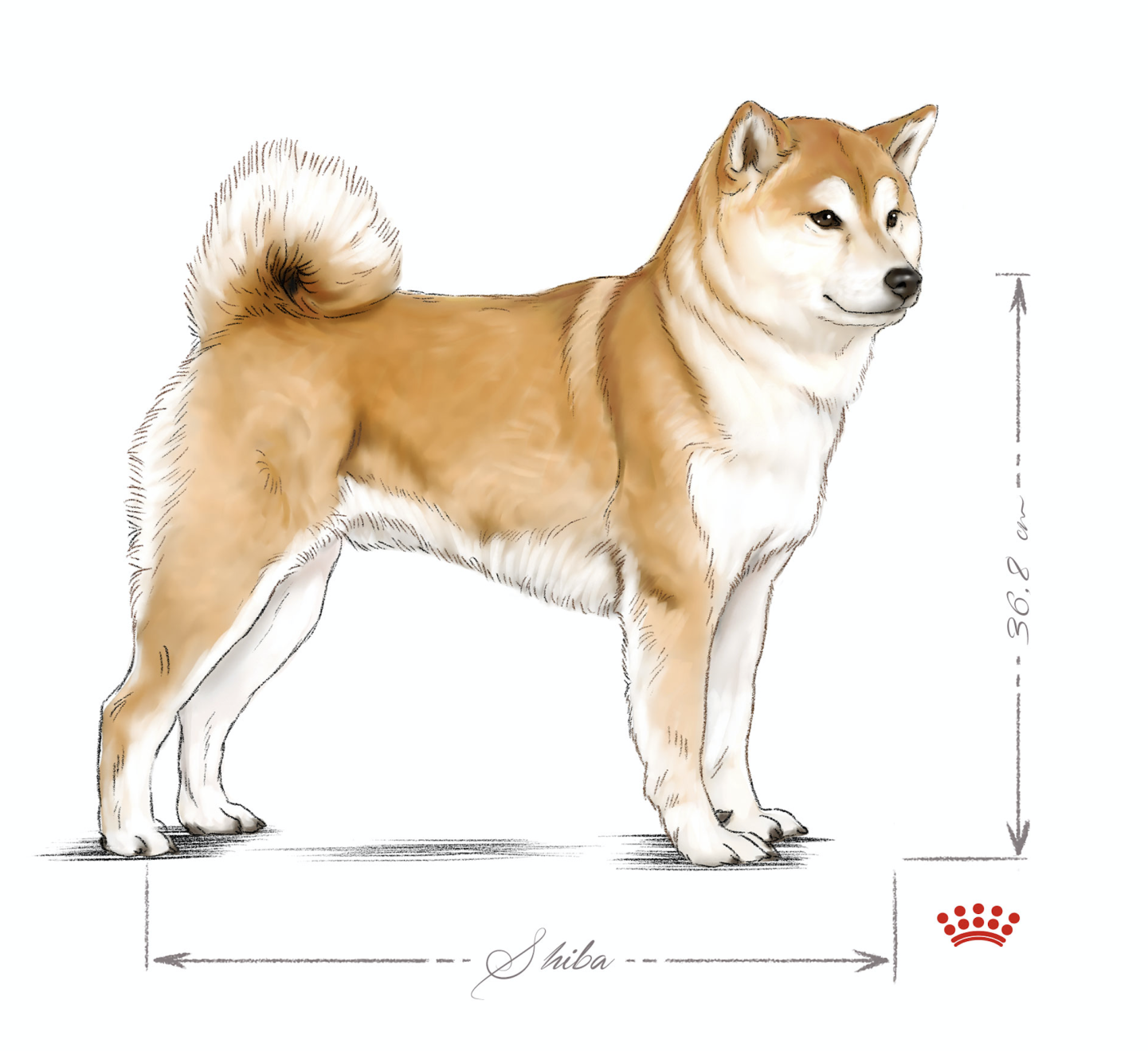 shiba inu adulto in piedi in bianco e nero