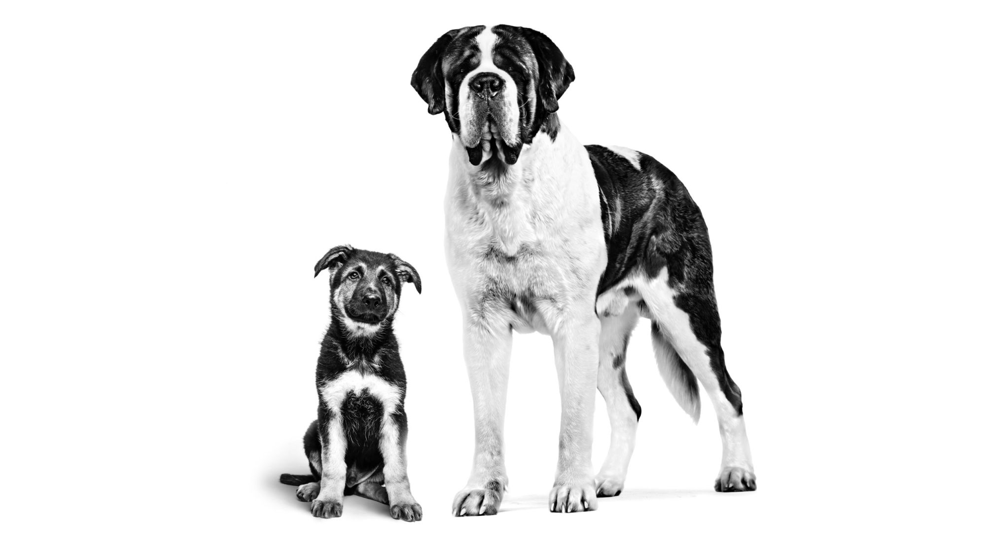 Black and white puppy and dog standing