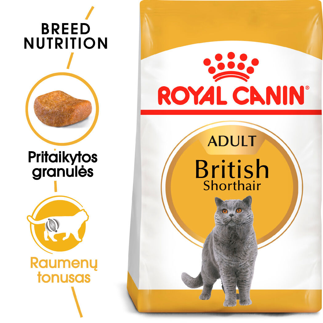 British shorthair  Adult