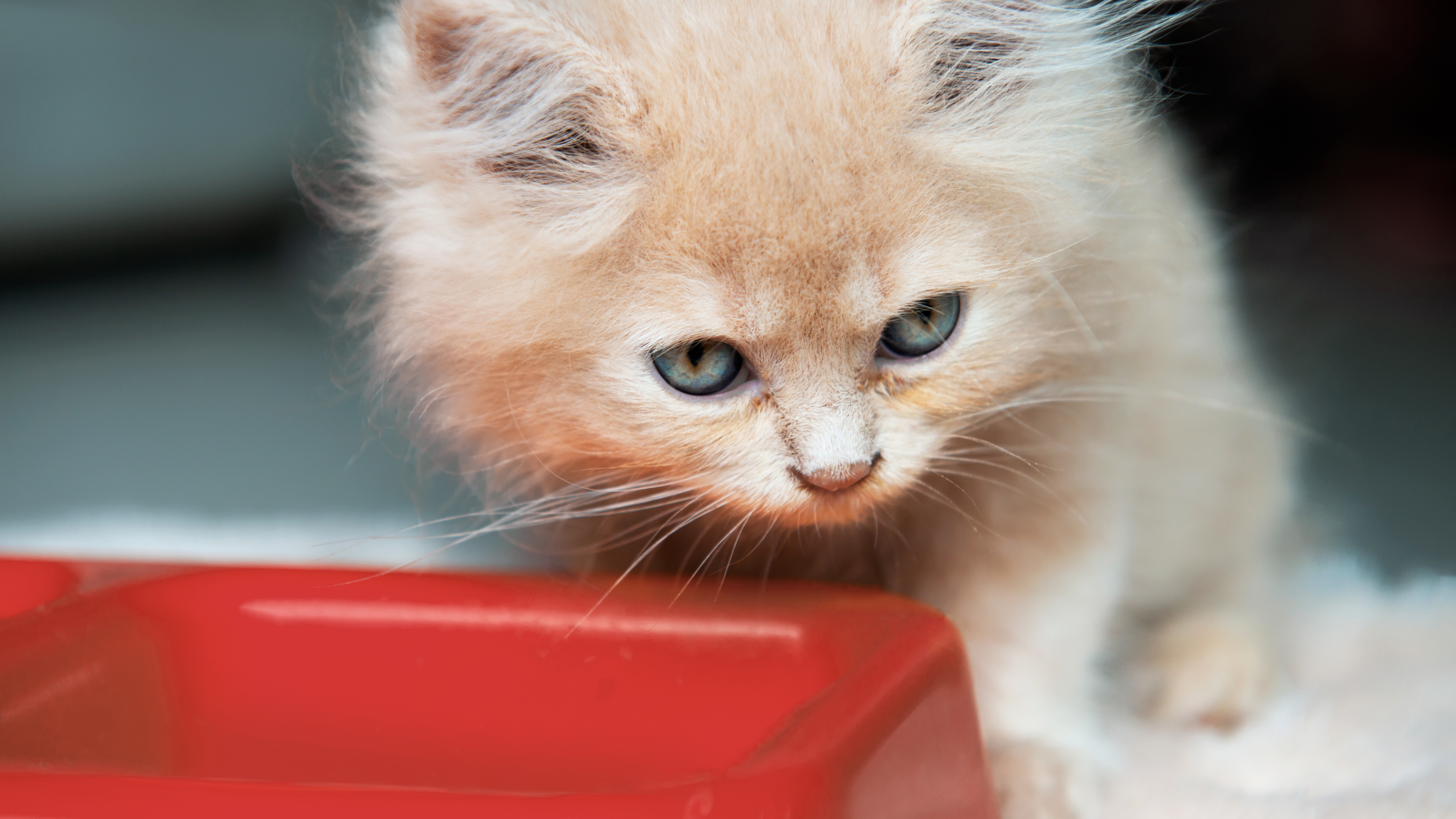 Kitten sitting on a white rug eating from a red bowl