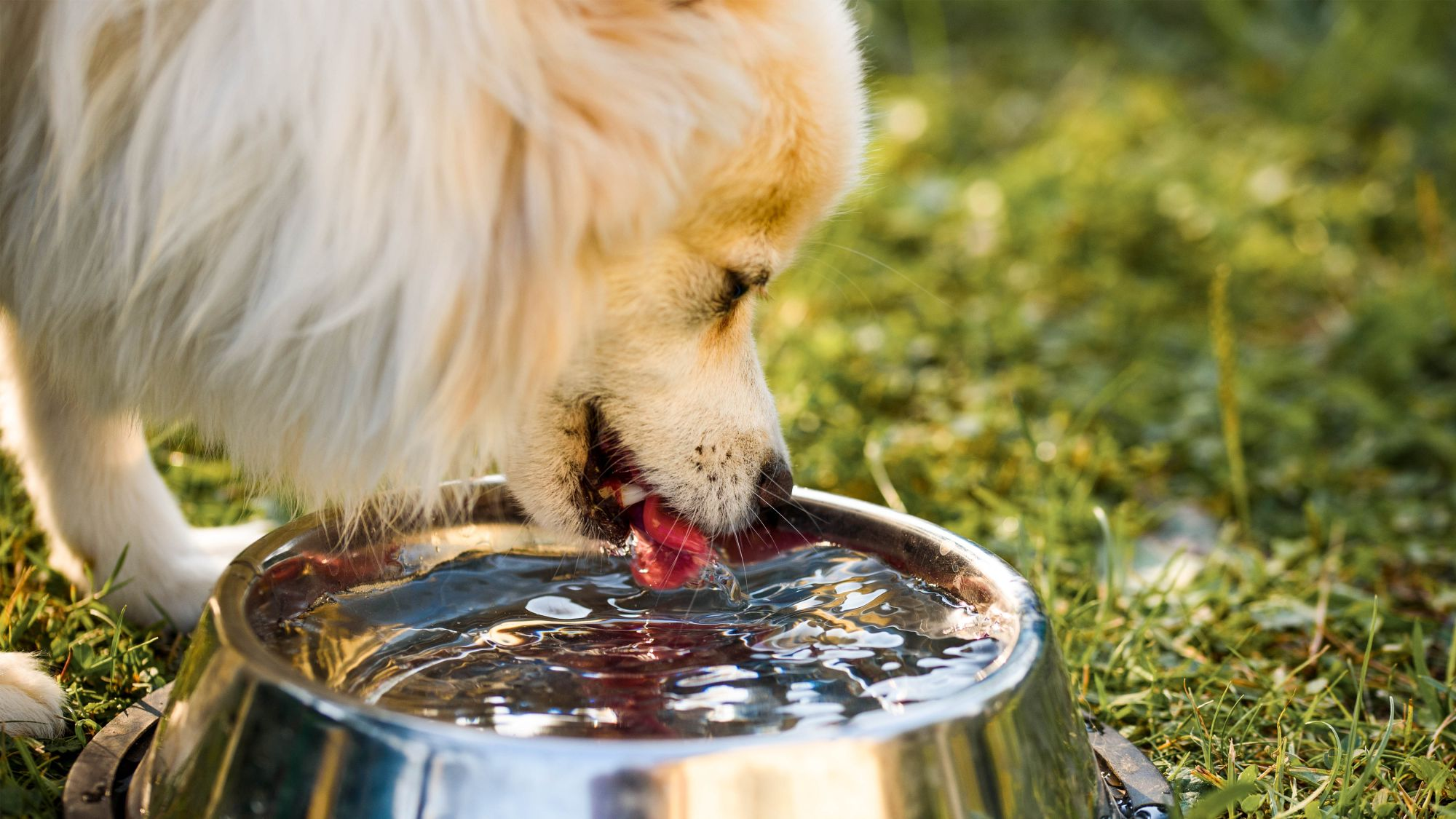 dog drinking from metal bowl