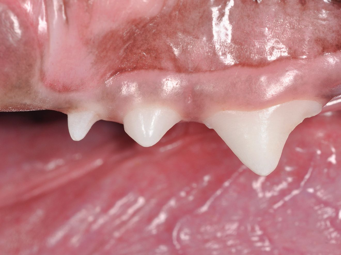 Stage 0 of canine dental disease