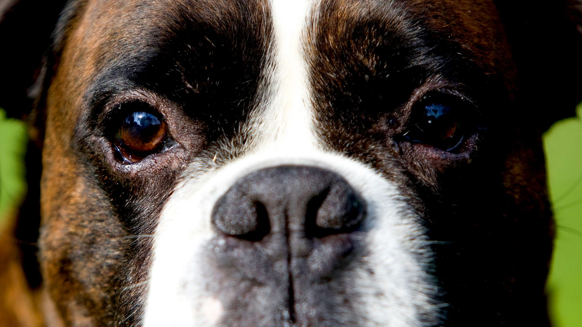 Foto jarak dekat anjing Boxer yang hanya terlihat mata dan moncongnya