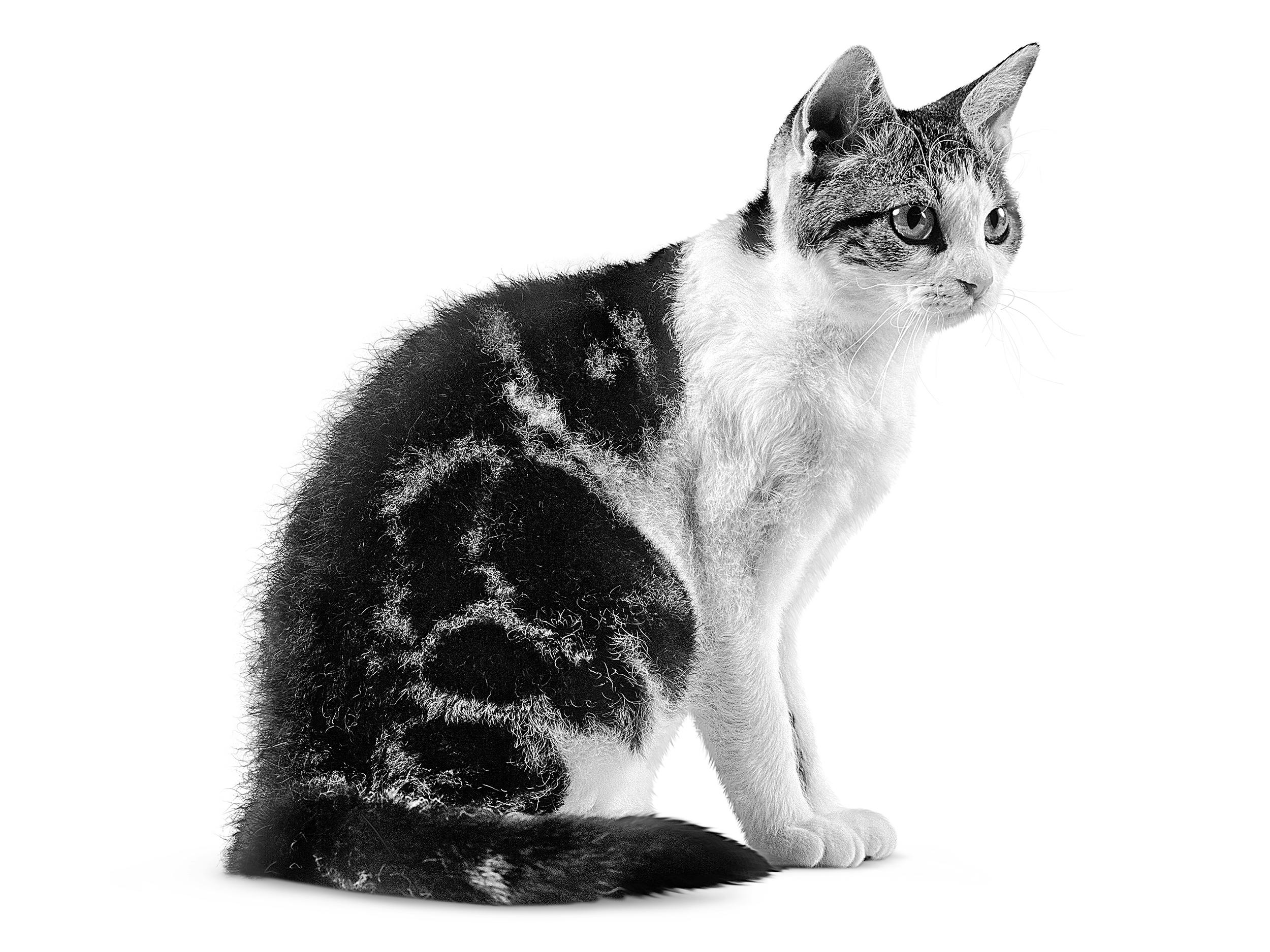 black and white american wirehair cat