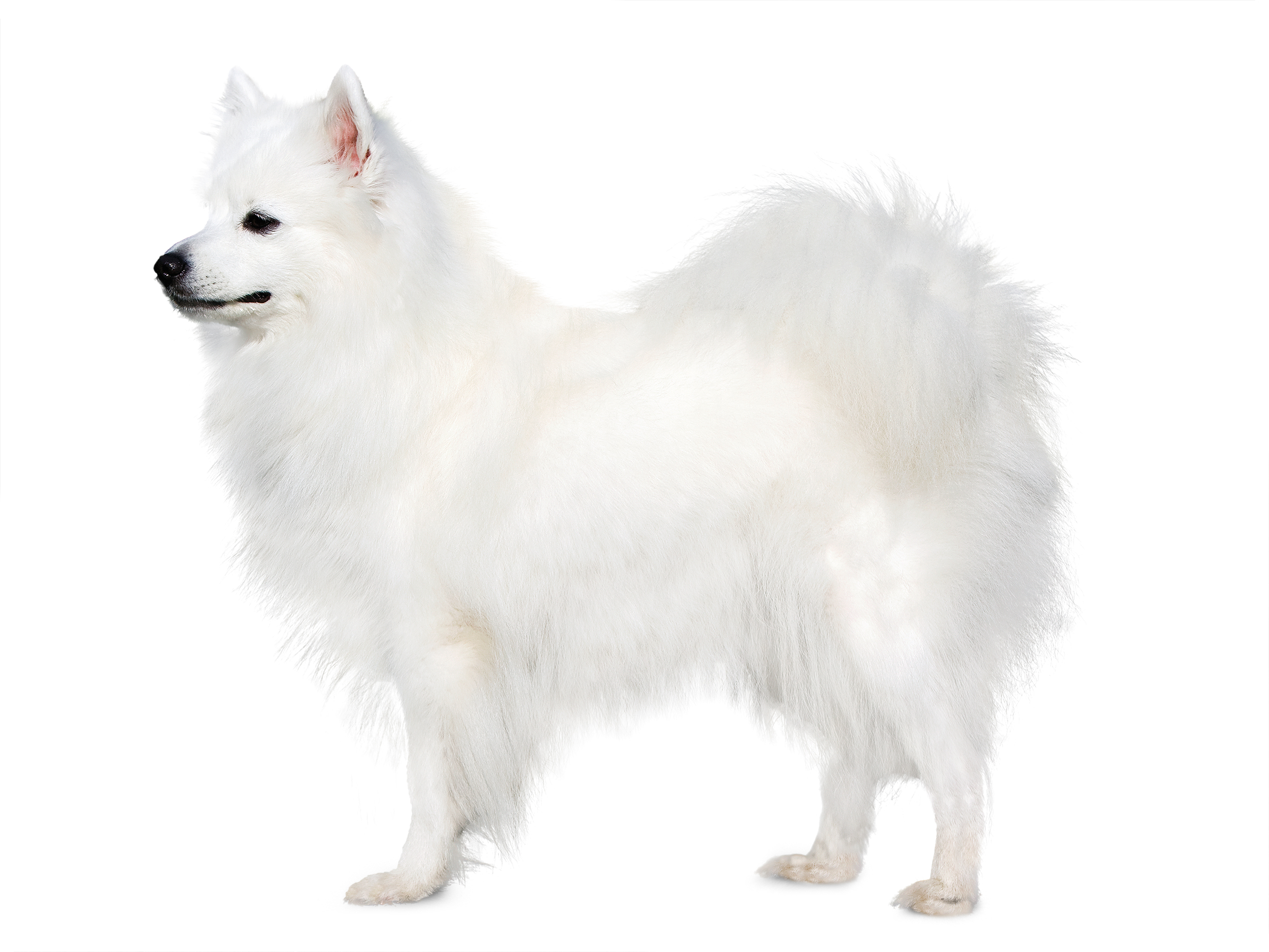 Japanese Spitz adult black and white