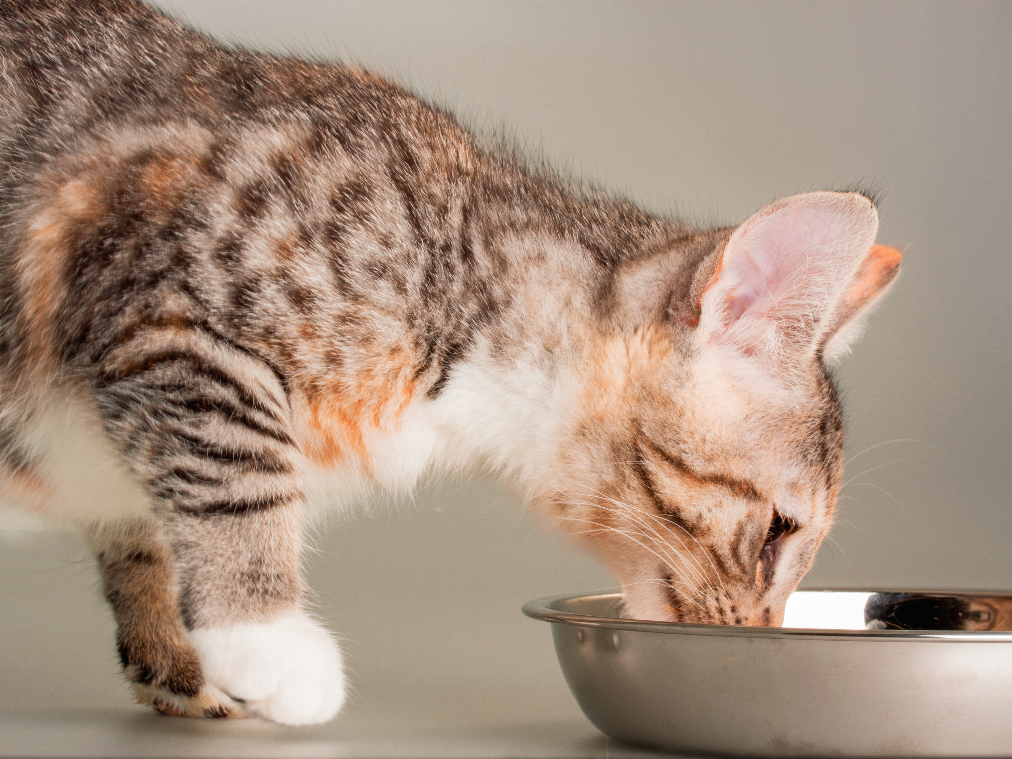 In einem Innenraum frisst eine getigerte Katze aus einer Metallschüssel (Seitenansicht)