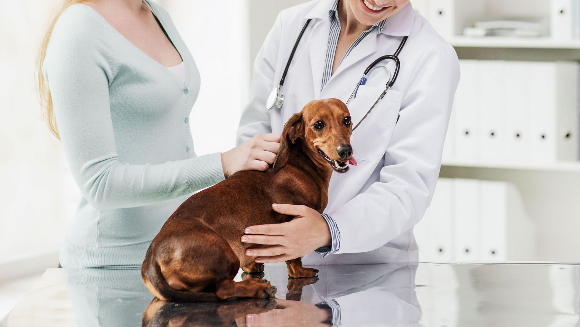 Adult Dachshund sitting on an examination table while owner speaks to a vet