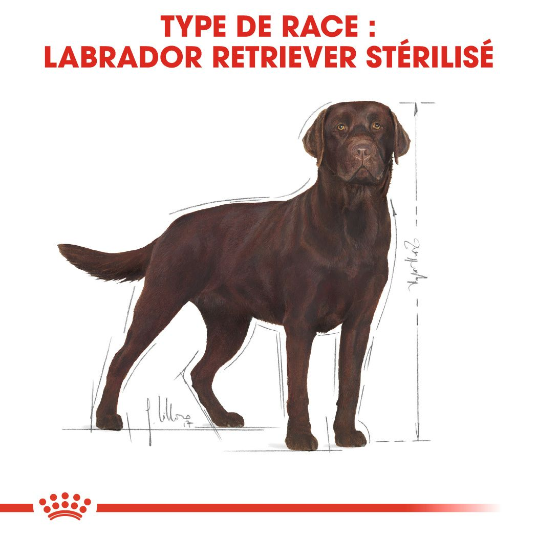 Labrador Retriever Adulte Stérilisé