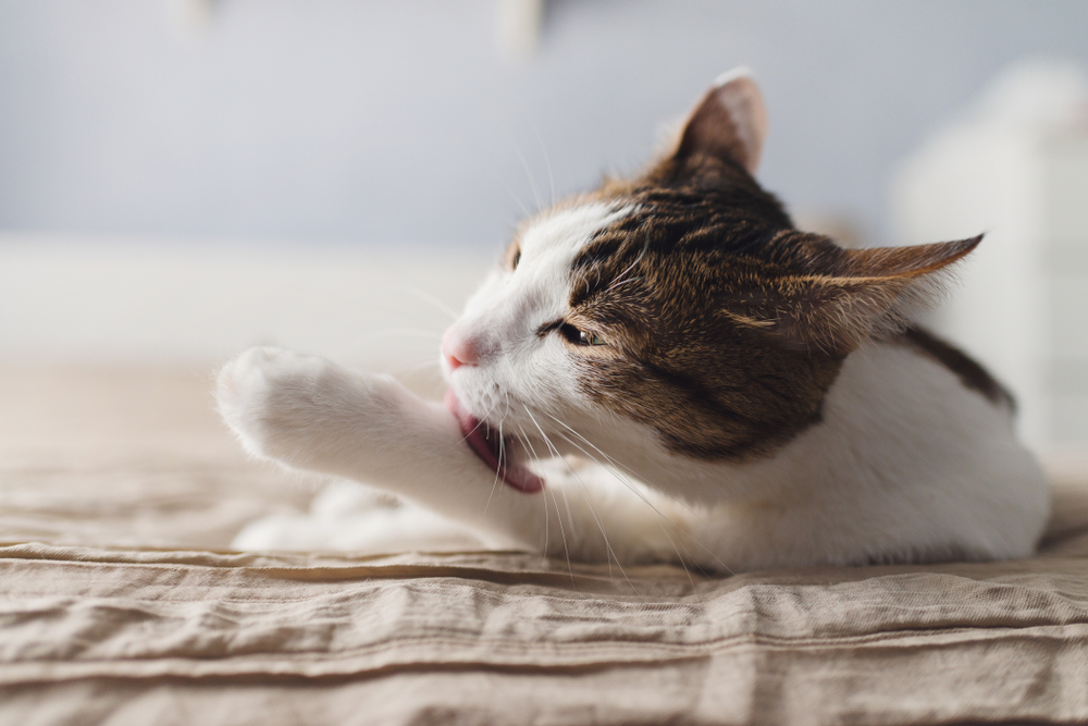 Katze putzt sich mit ihrer Zunge