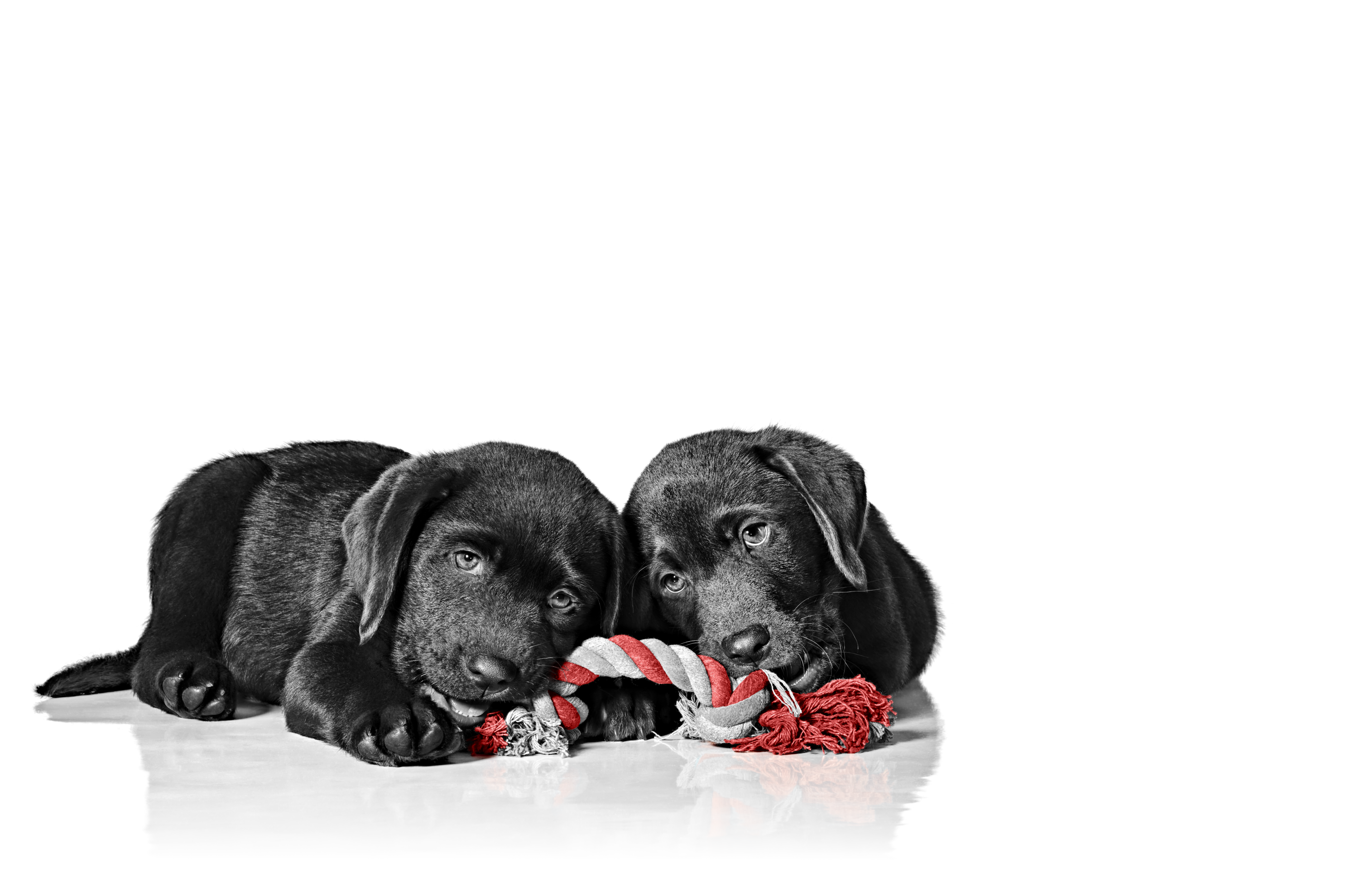 puppy